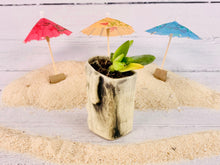 Load image into Gallery viewer, Mana Planta