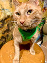 Load image into Gallery viewer, Veterinary Care for Django 'P90X' Tantillo