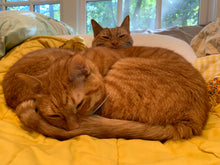 Load image into Gallery viewer, Veterinary Care for Django 'P90X' Tantillo