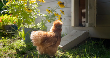 Load image into Gallery viewer, Chicken Coup For Home

